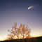 comet_hale-bopp_tree_s.jpg