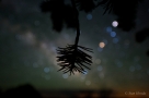 斑斓的恒星与矮松