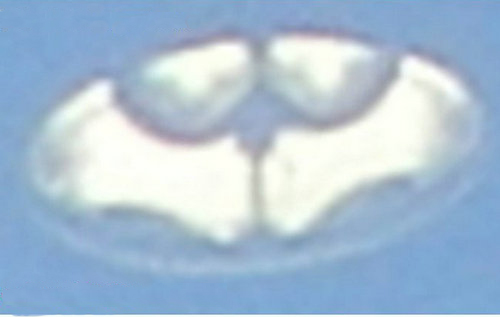 DSC0001.jpg
