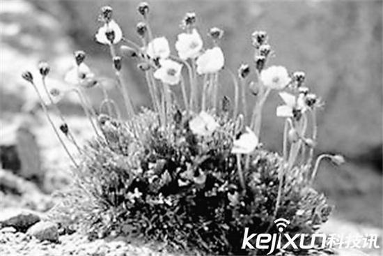 太阳系边缘存在开花植物？就生长在木卫二-1.jpg